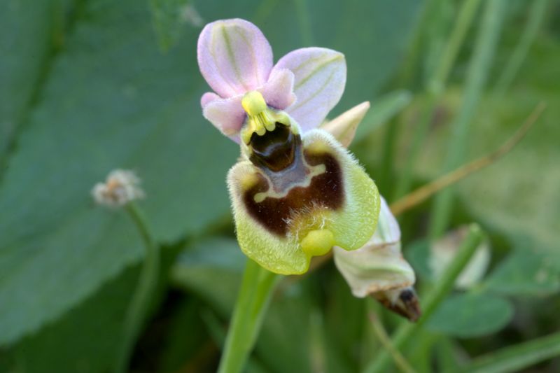 Ophrys tenthredinifera